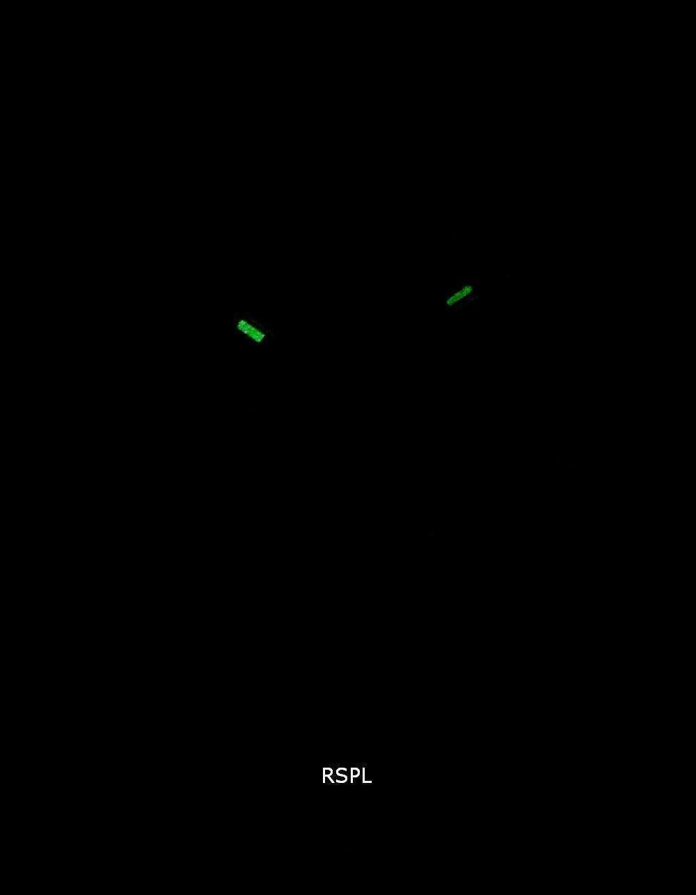 Diesel Castilia Quartz DZ5566 Women's Watch