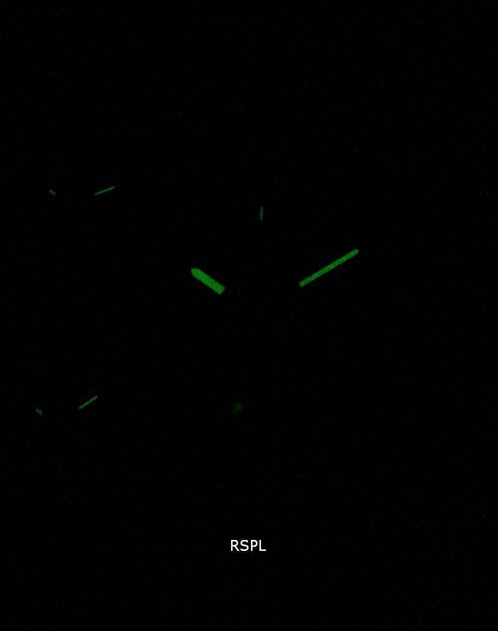 Diesel Boltdown DZ7428 Chronograph Quartz Men's Watch