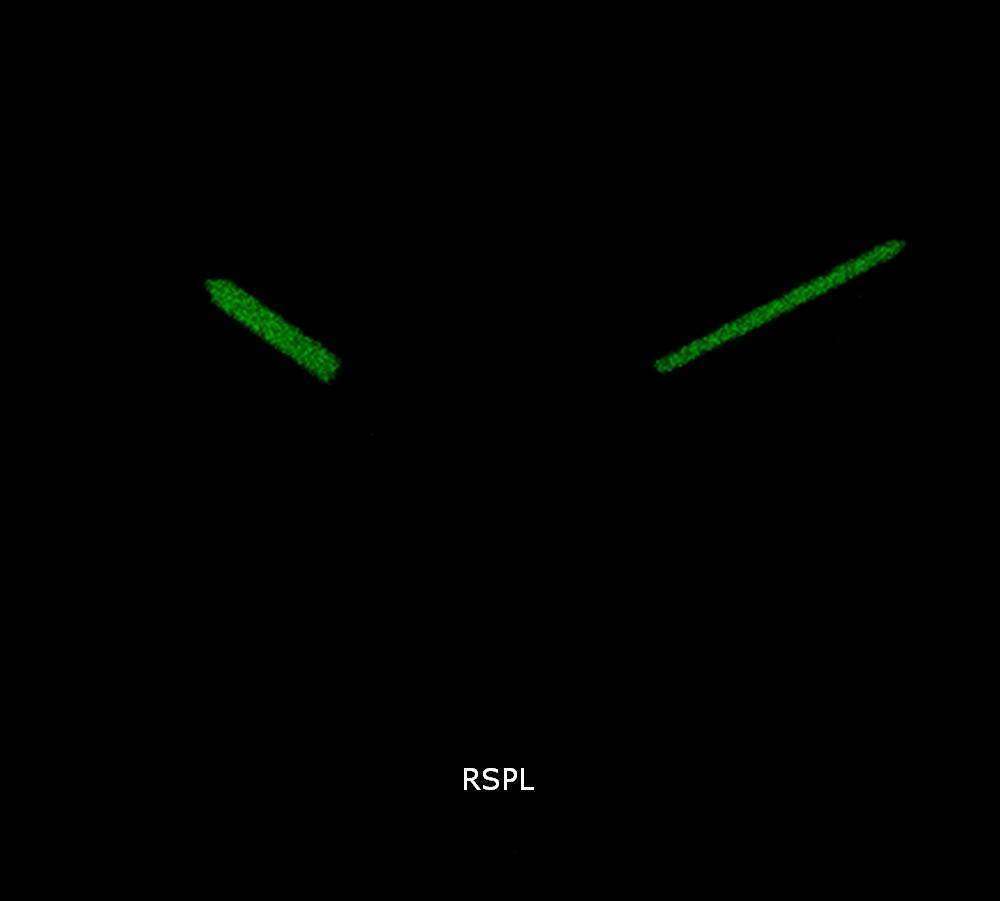 Diesel MS9 DZ1891 Quartz Men's Watch